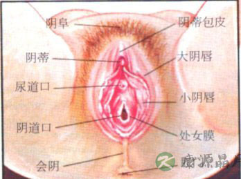 解析女人私处尺寸多大最合适