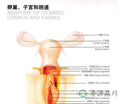 详解女性阴蒂阴道口的位置