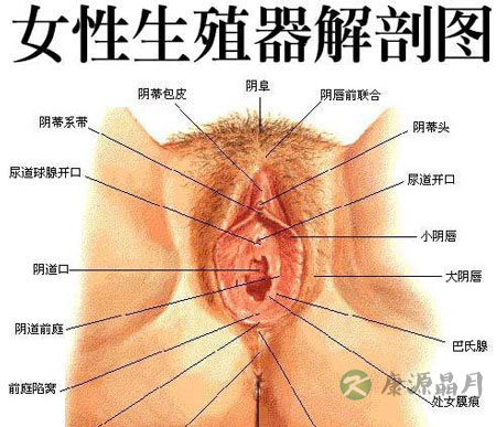 成熟女性阴道高清生理结构