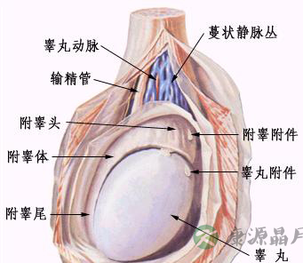 科普：睾丸结构图解