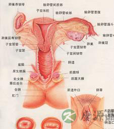360度无死角展示女人阴蒂具体位置