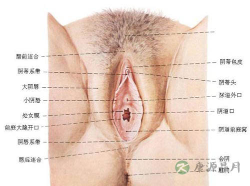 高清图解女人私处全部构造
