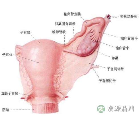 深度探秘女人私处娇羞地带