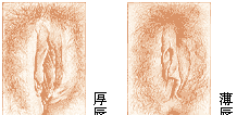图解：健康女性的10种阴户类型