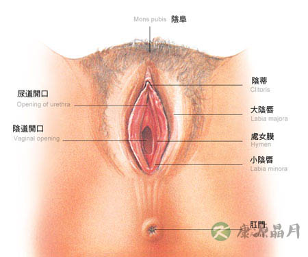 解析女人私处尺寸多大最合适