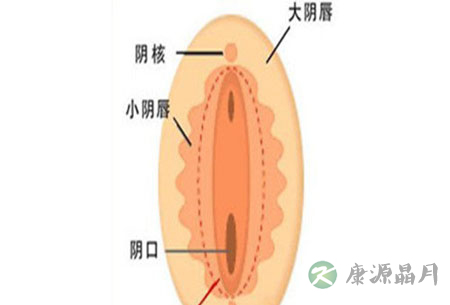 解析女人私处尺寸多大最合适