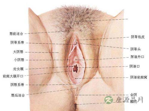 图解：女人阴道里的“标准”尺寸