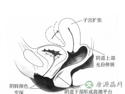 女性阴唇高潮时湿度颜色变化