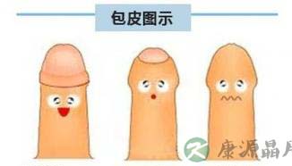 包皮有什么作用？