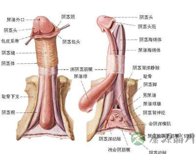 详解女性阴蒂阴道口的位置