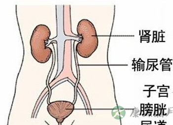 图片展示：女人尿道长啥样？