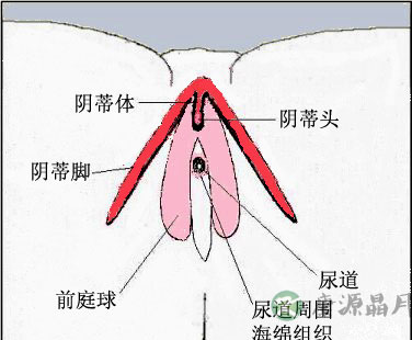 成熟女性阴道高清生理结构