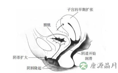女性性器官随性反应会出现什么变化