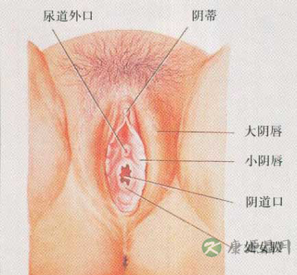 专家图解：健康女性的私处类型