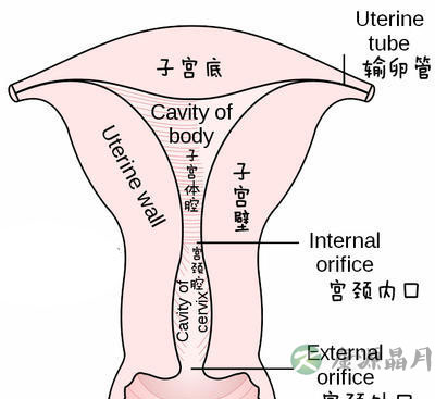 详解女性阴蒂阴道口的位置