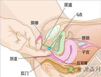 性刺激下，阴道被反复扩张会变长吗