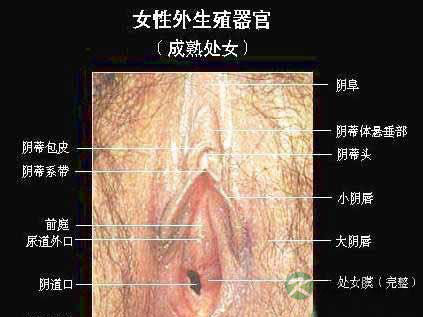 高清图解女人私处全部构造