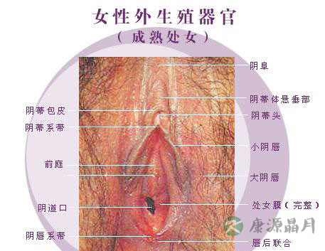 成熟女性阴道高清生理结构
