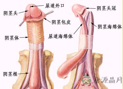男人“小弟弟”形状大公开