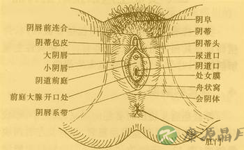 360度无死角展示女人阴蒂具体位置