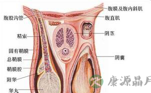 精索是什么？