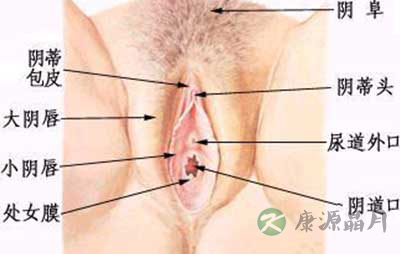 展示：女人最完美生殖器官尺寸