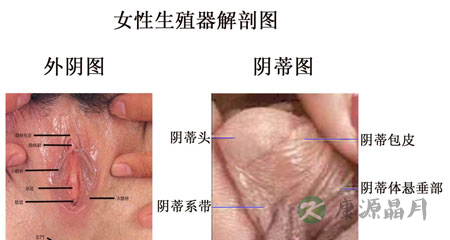成熟女性阴道高清生理结构