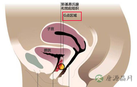 看图：比G点更刺激的A点U点在哪