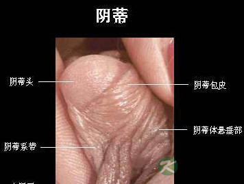 大尺度解密处女与非处女私处区别