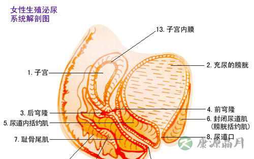 深度探秘女人私处娇羞地带