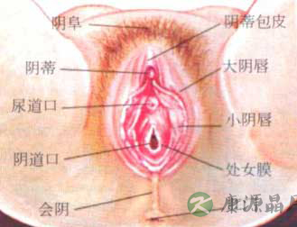 专家图解：健康女性的私处类型