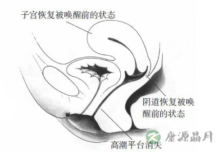 女性阴唇高潮时湿度颜色变化