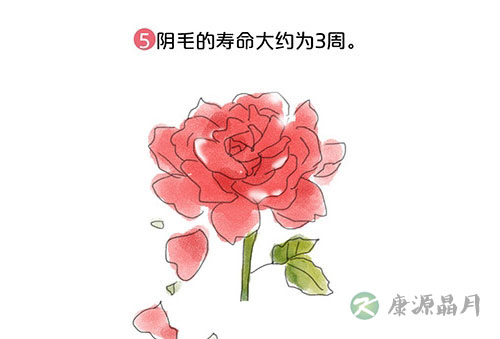套图：阴道有多长，能容纳多大丁丁