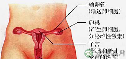 图解：女人私处真实结构图片