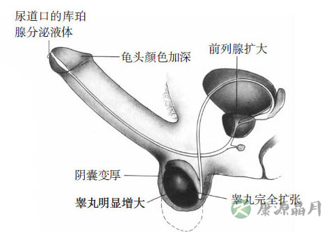 女性阴唇高潮时湿度颜色变化