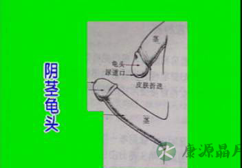 男人“小弟弟”形状大公开