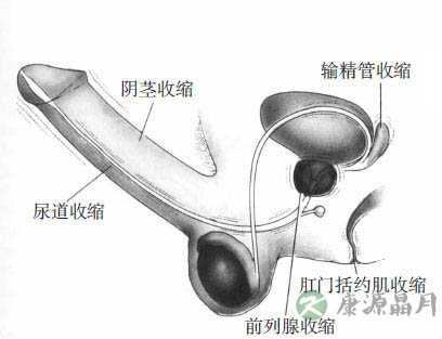 女性阴唇高潮时湿度颜色变化