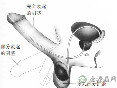 女性阴唇高潮时湿度颜色变化
