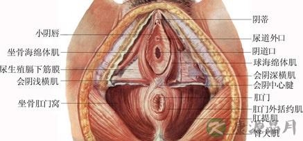 专家图解：健康女性的私处类型