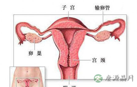 解析女人私处尺寸多大最合适