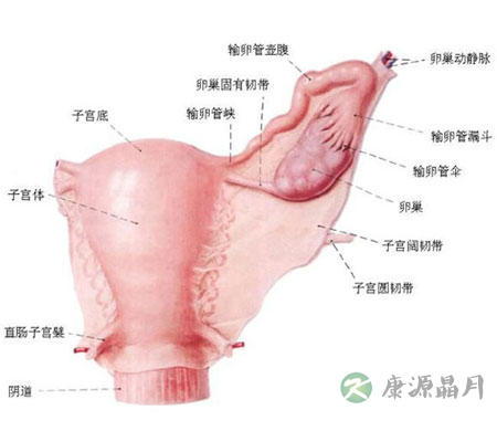 解析女人私处尺寸多大最合适