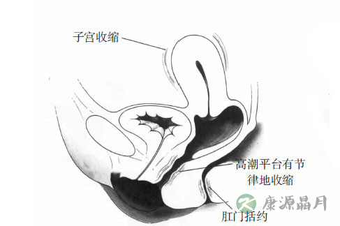 女性阴唇高潮时湿度颜色变化