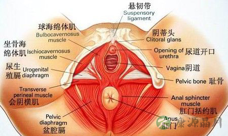 G点刺激下，女性子宫内真实反应