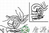 高清实拍妇科检查：撑开阴道检查