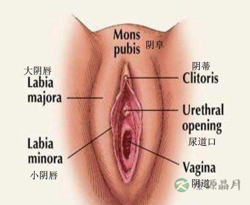 G点刺激下，女性子宫内真实反应