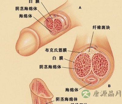 详述那些不为人知的男女私处秘密