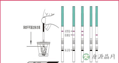 【小编教你如何看验孕试纸？】验孕试纸的查看方法