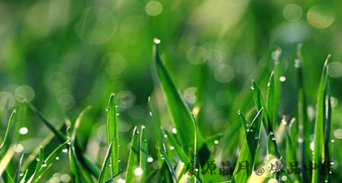 谷雨节气的谚语