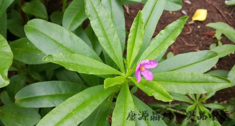 立春节气如何养肝