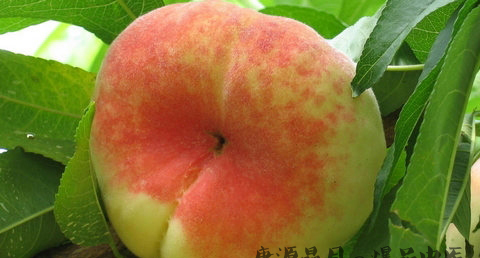 上巳节为什么要郊外游春